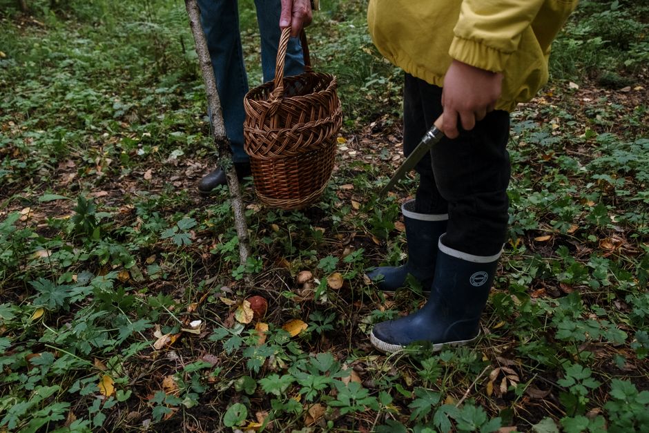 Ethical and Safe Foraging: Rules Every Nut Gatherer Should Know