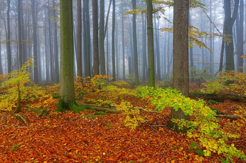 Reading the Mast Year: When and Where to Find Beechnuts, Acorns, and Hickory Nuts