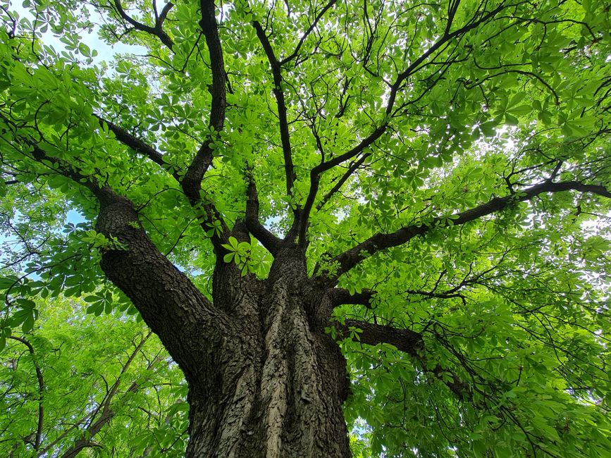Shagbark Hickory: The Sweetest Nut in the Eastern Forest